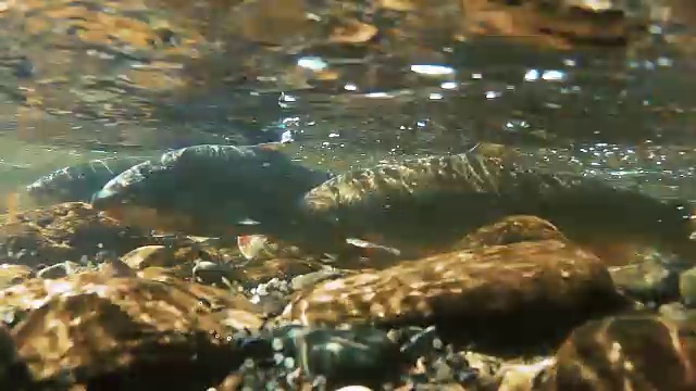 在鱼产卵的浅河里的水下图像视频素材