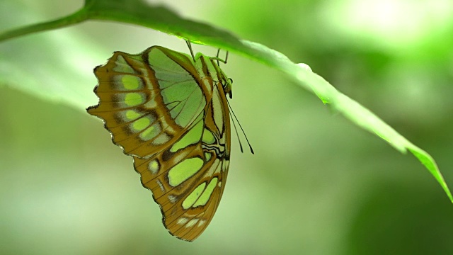 Siproeta stelenes -孔雀石蝴蝶下的叶子视频素材
