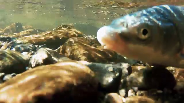 水下图像在浅水肥沃的鱼产卵视频素材