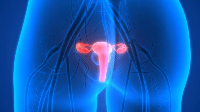 女性生殖系统解剖学视频素材