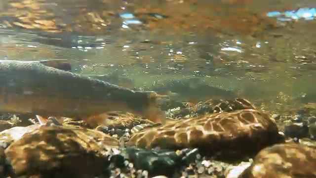 在一条浅水河下鱼产卵的地方视频素材