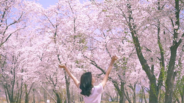 在樱花树下，一个韩国女人的背影视频下载
