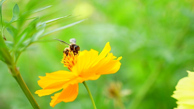 蜜蜂在黄花上采集花粉视频下载