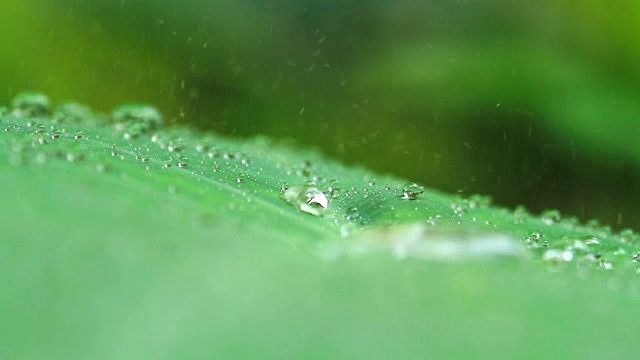 雨滴落在热带树叶上视频素材