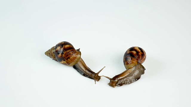 两只蜗牛在白色的背景上爬行。一个转身离开另一个。医学美容,宠物视频下载