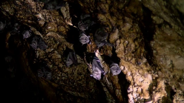 加勒比地区一个洞穴的天花板上悬挂着巨大的蝙蝠视频素材