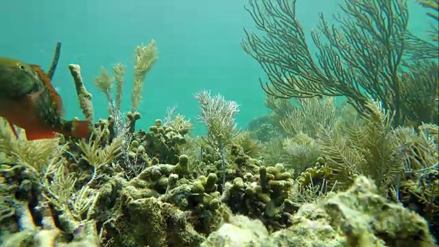 加勒比海珊瑚礁上多彩的海床视频素材