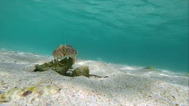 在加勒比海海底的自然栖息地的热带蟹视频素材