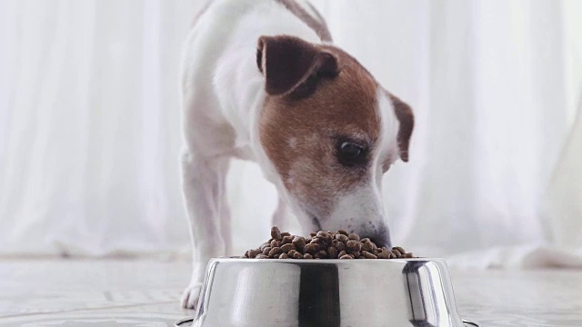 狗吃从碗正面看视频素材