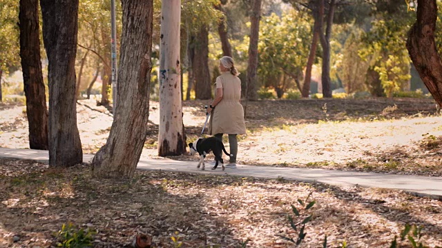 优雅成熟的女人在秋天的公园遛狗视频素材