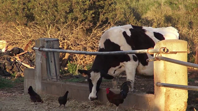 农场里的小牛，拖拉机视频素材