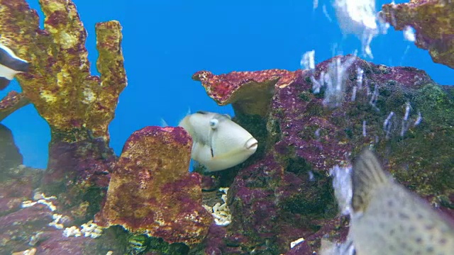 水族缸里的海洋生物视频素材