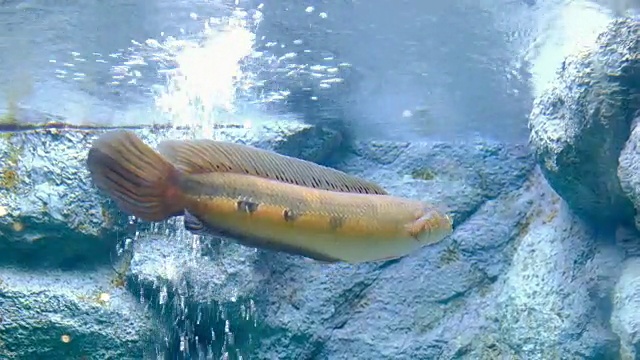 水族缸里的海洋生物视频素材