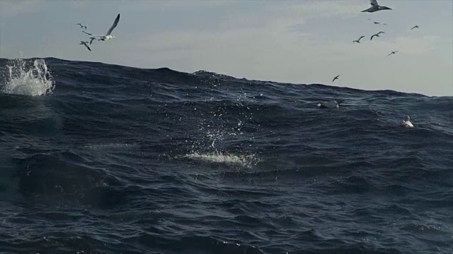 北海的鸟儿跳入海中:疯狂进食视频素材