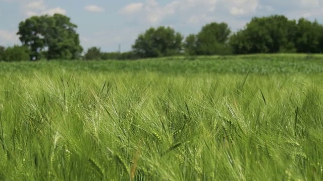 田间的幼绿小麦和小穗视频素材
