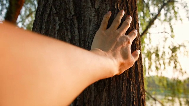 用手抚摸树，感受自然视频素材