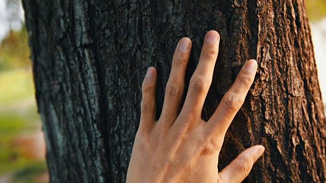 用手抚摸树，感受自然视频素材