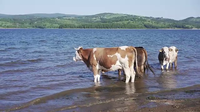 湖里的牛视频素材