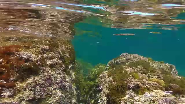 布拉瓦海岸的水下景色。视频下载