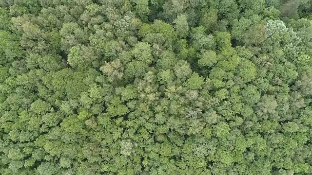 森林鸟瞰图视频下载