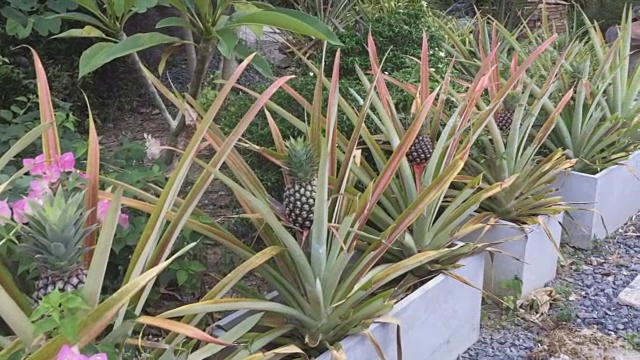 菠萝种植园视频素材