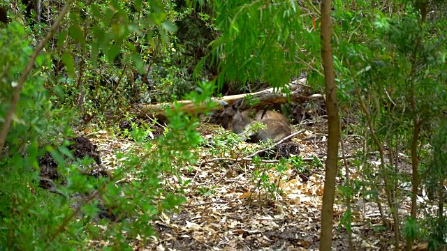 袋鼠躺在公园的树荫下视频下载