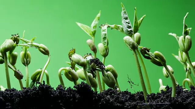 幼苗植物绿屏背景时间间隔4k视频素材