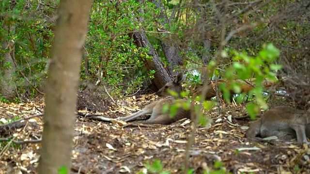 袋鼠躺在公园的树荫下视频素材