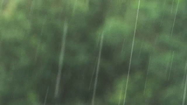 夏天的雨树近视频素材