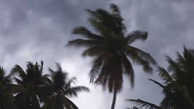 时间流逝:风暴吹过椰子树。视频下载