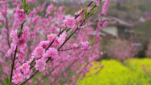 樱花，樱花，在春天盛开视频素材
