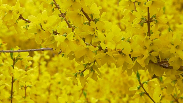 收起美丽的黄色花枝视频下载