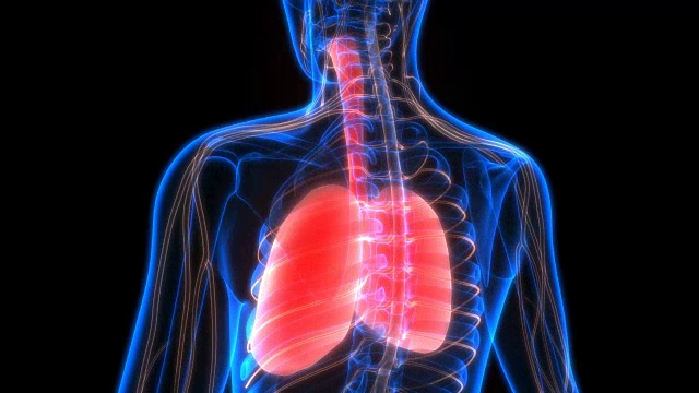 人体呼吸系统肺与神经系统解剖学视频素材