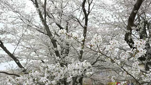 樱花，樱花，在春天盛开视频素材