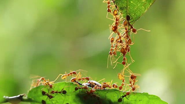 蚂蚁的行动。蚂蚁桥团队团结，概念团队齐心协力视频下载