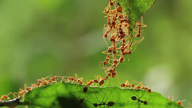 蚂蚁的行动。蚂蚁桥团队团结，概念团队齐心协力视频素材