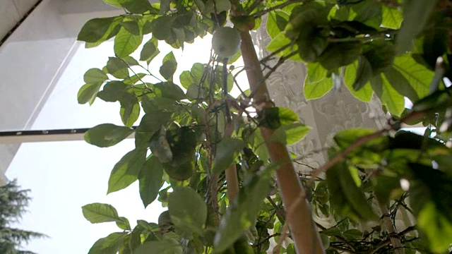 柠檬树视图视频素材