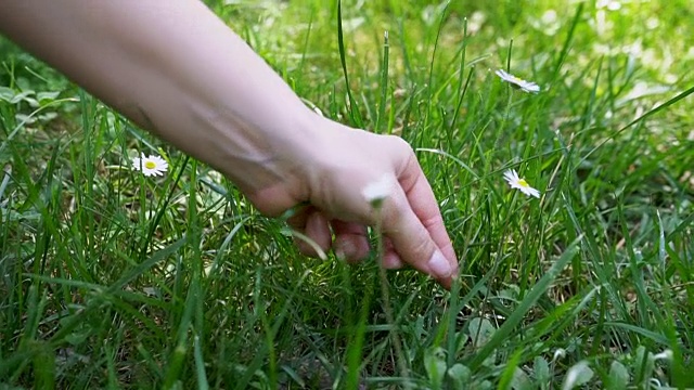 野花草地。雏菊和三叶草合拢视频素材