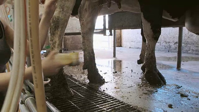 乳制品农场工人视频素材