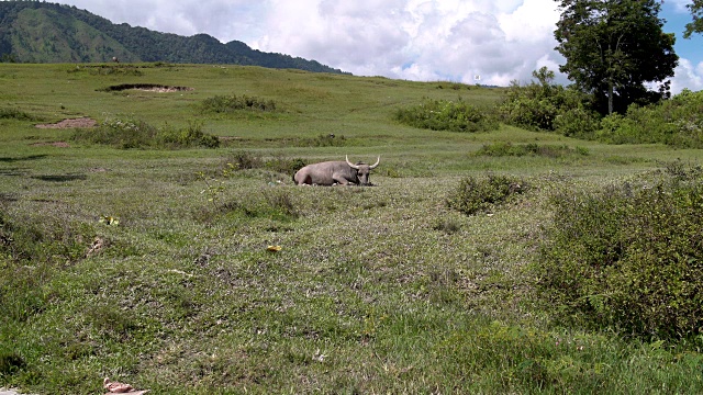 水牛躺在草地上，以群山为背景视频下载