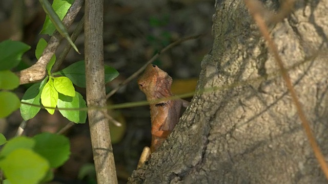 东方花园的蜥蜴或多变的蜥蜴爬上树视频下载
