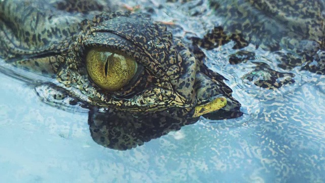 鳄鱼的眼睛会在潜水时眨眼或闭上眼睛。视频下载