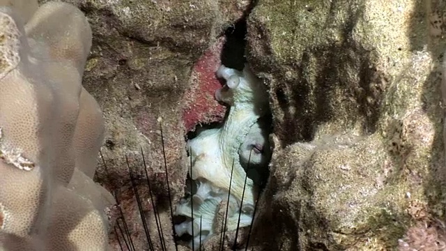白章鱼伪装在红海水下。视频下载