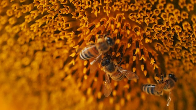 蜜蜂收集向日葵的微距镜头视频素材