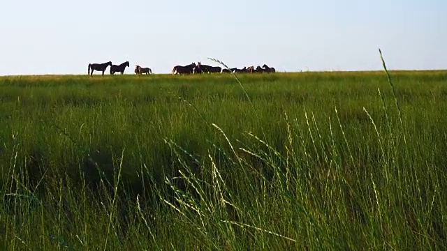 在大草原的牧场放牧马视频素材