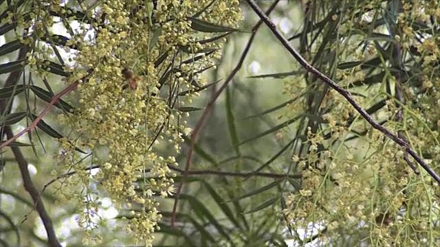 蜜蜂在树上飞舞视频下载