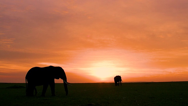 轮廓的大象放牧与戏剧性的天空马赛马拉，肯尼亚，非洲视频素材