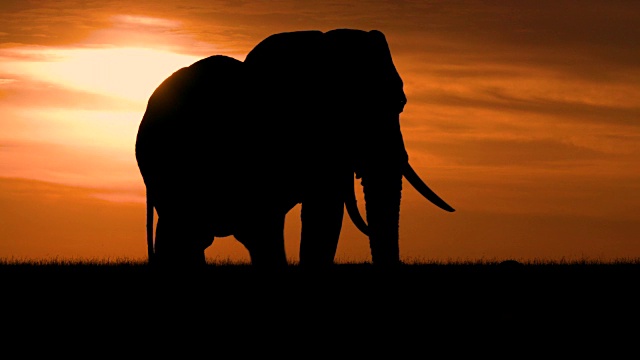 轮廓的大象放牧与戏剧性的天空马赛马拉，肯尼亚，非洲视频素材