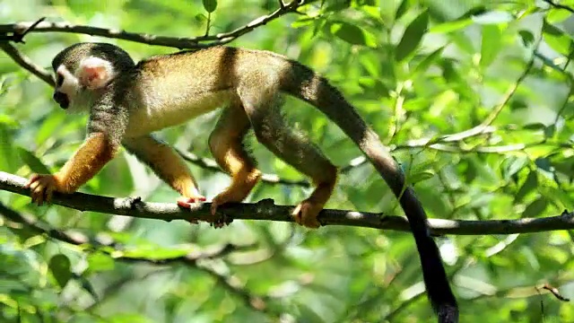 常见的松鼠猴(Saimiri sciureus)在自然界的树上。野生动物。视频素材