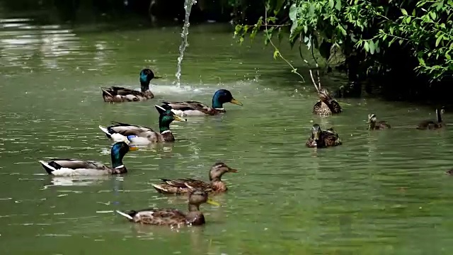 池塘里有公鸭和母鸭视频下载